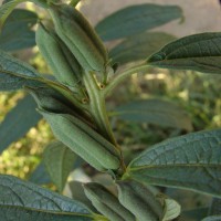 Sesamum indicum L.